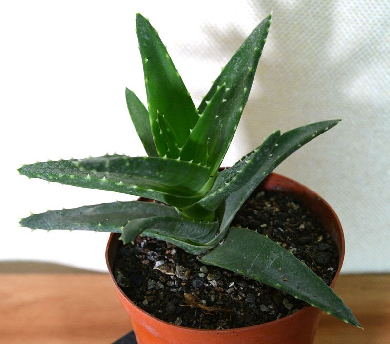 Aloe mitriformis