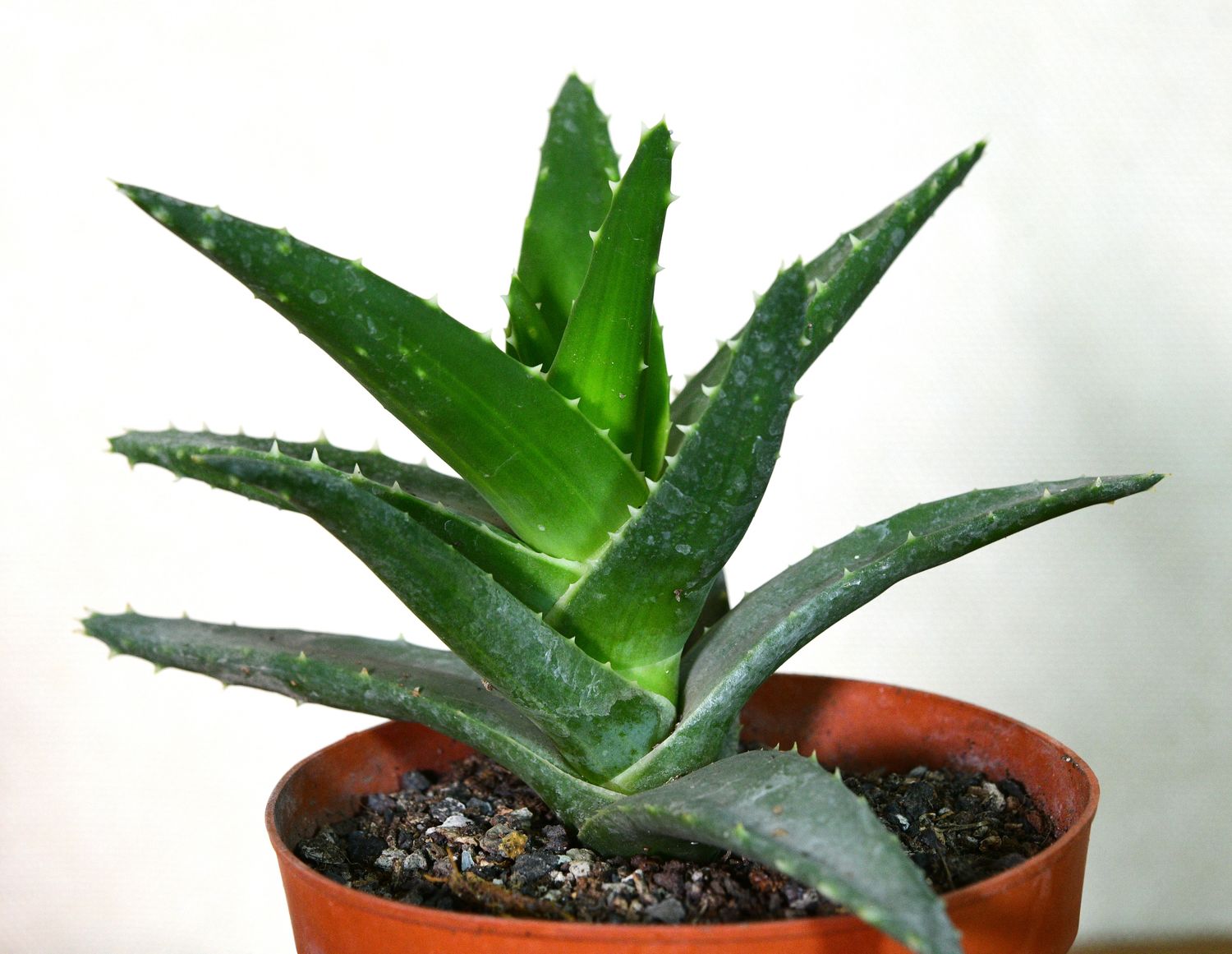 Aloe mitriformis