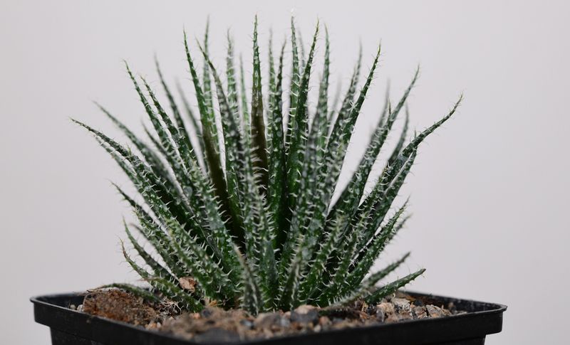 Aloe haworthioides
