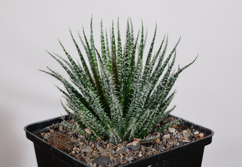 Aloe haworthioides
