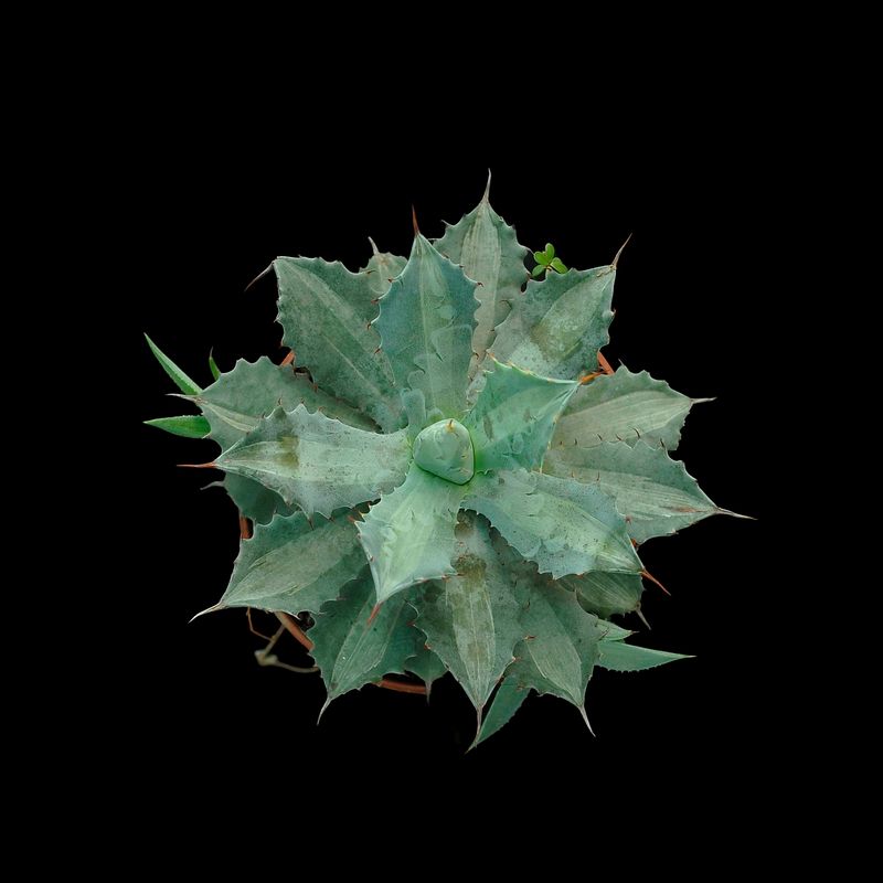Agave Isthemensis 'Becky' White Medio Picta Agave Isthemensis 'Becky' White Medio Picta top-down view