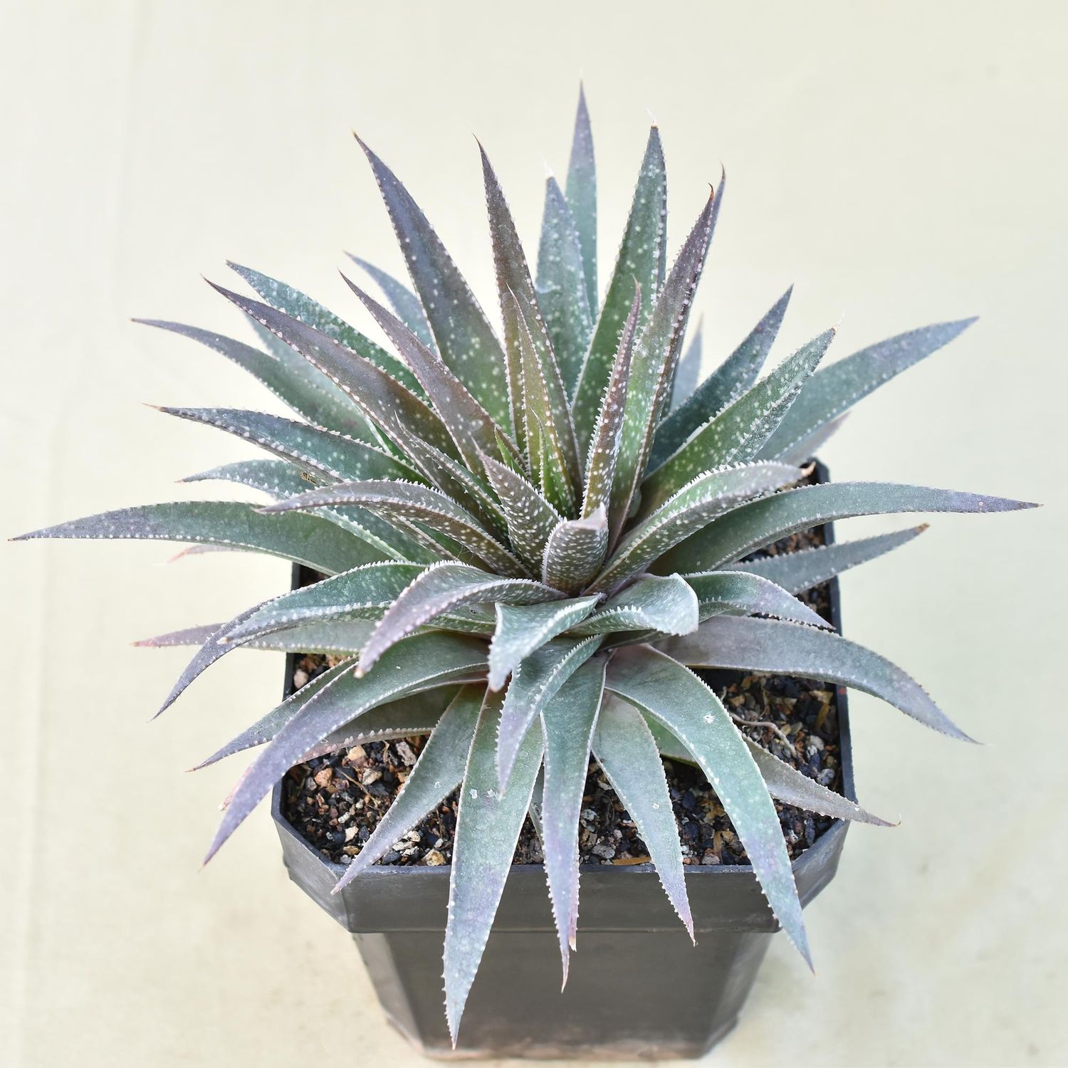 Aloe Aristata Hybrid