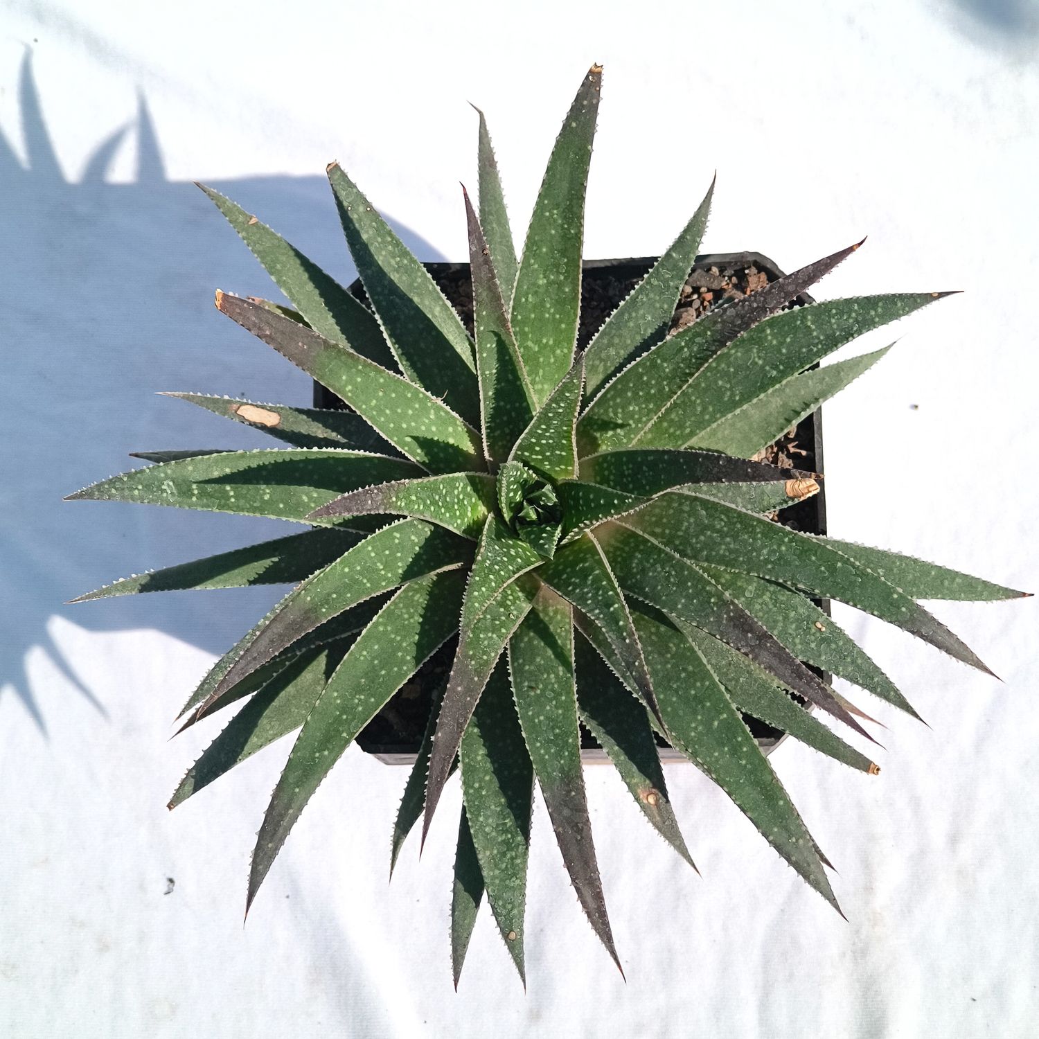 Aloe aristata Hybrid