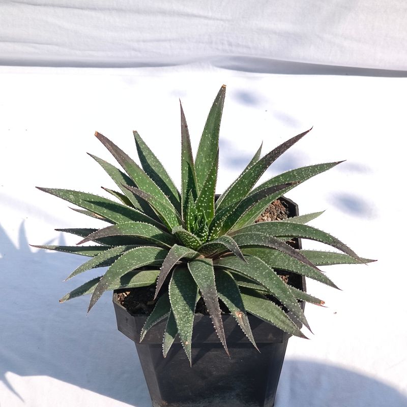 Aloe aristata Hybrid