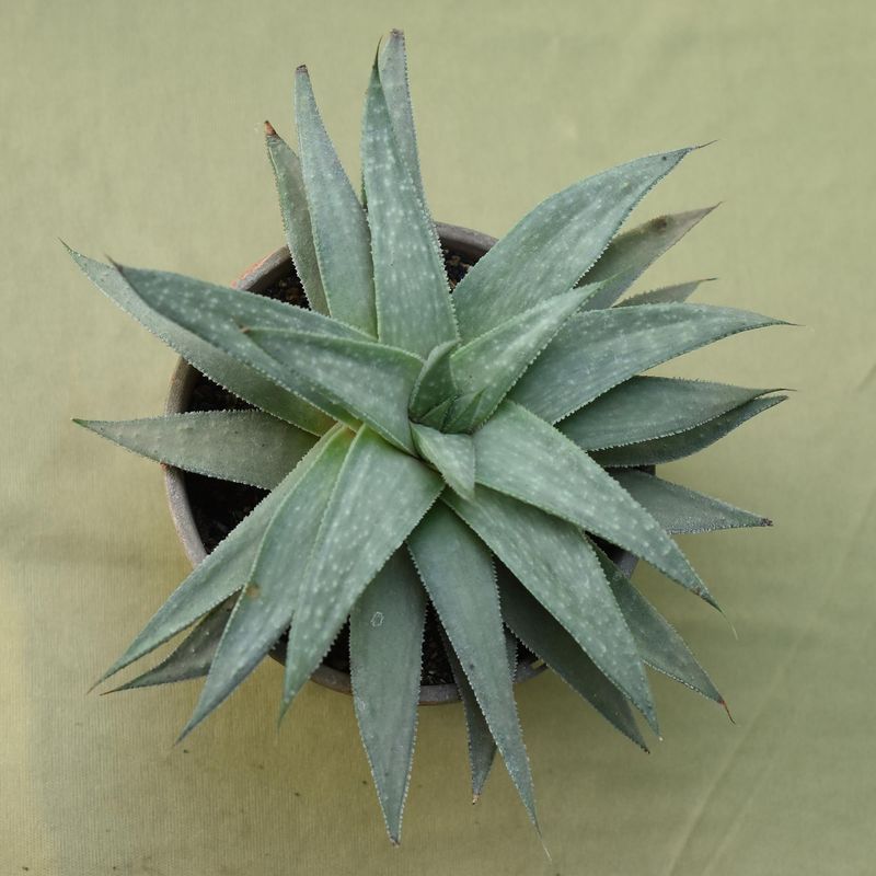 Gasteraloe Grey Ghost