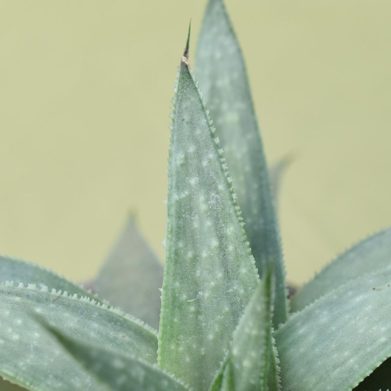 Gasteraloe Grey Ghost