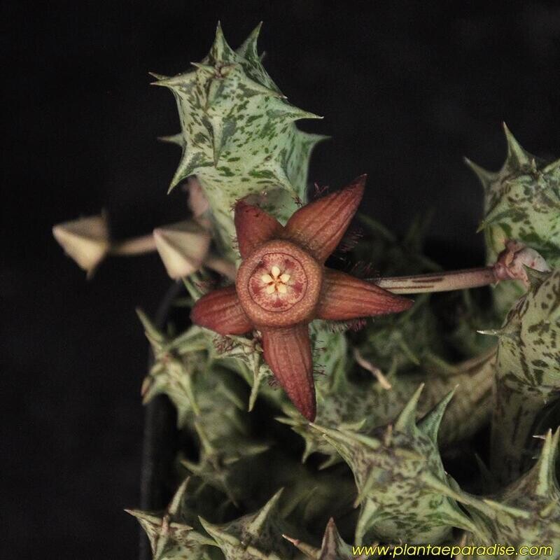 Orbea semota orientalis close-up of flowering stem