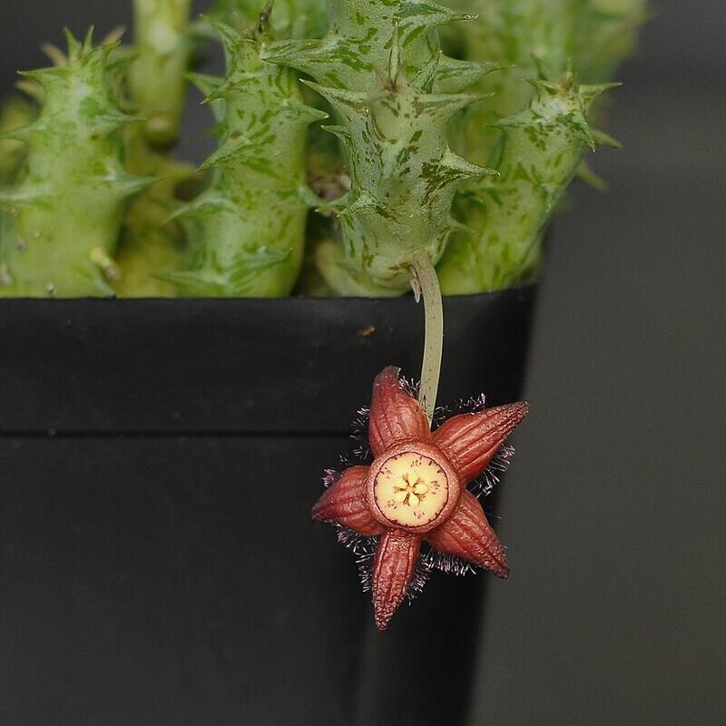 Orbea semota orientalis Orbea semota orientalis in bloom with red star flower