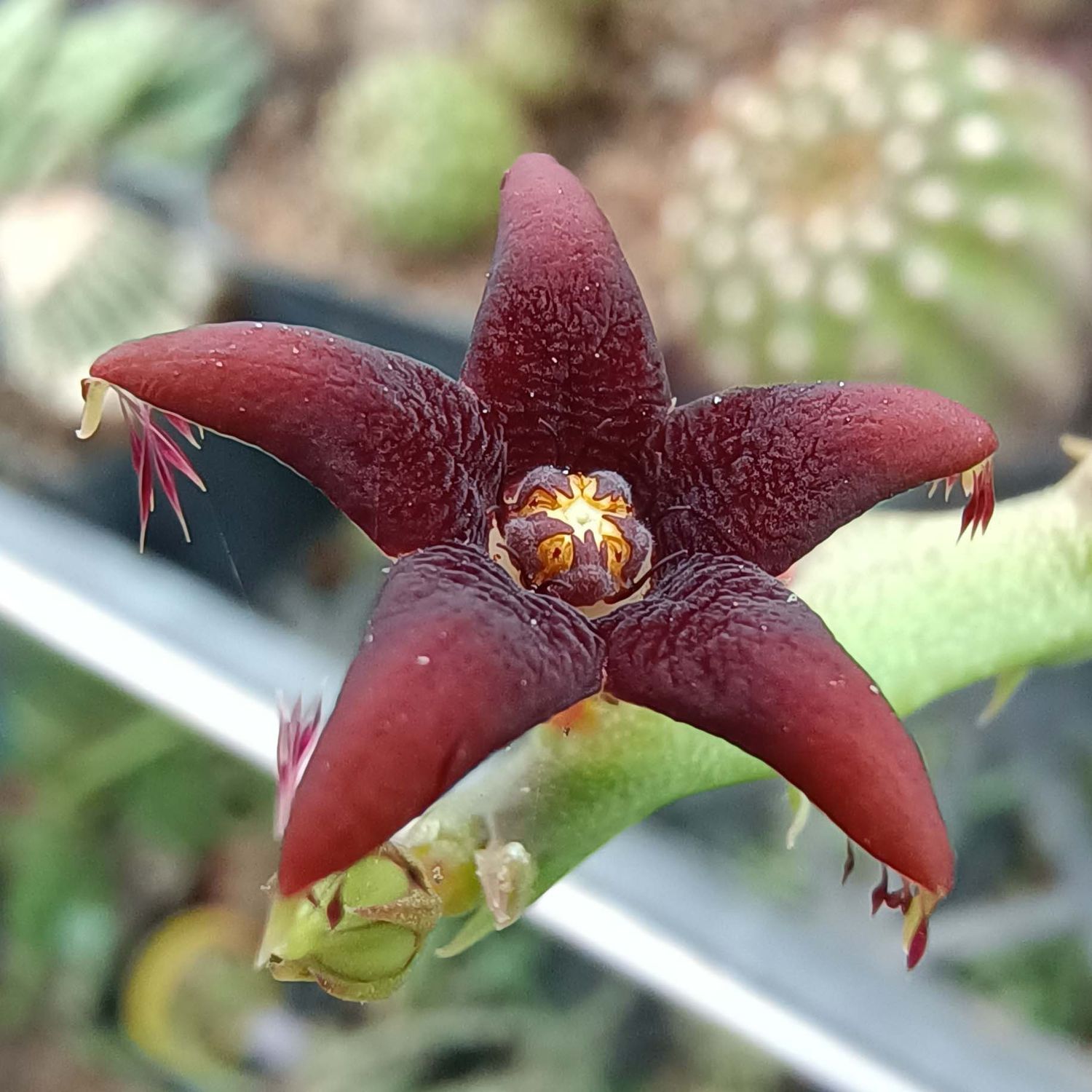 Caralluma stalagmifera