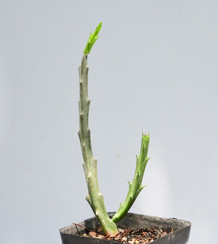 Caralluma stalagmifera