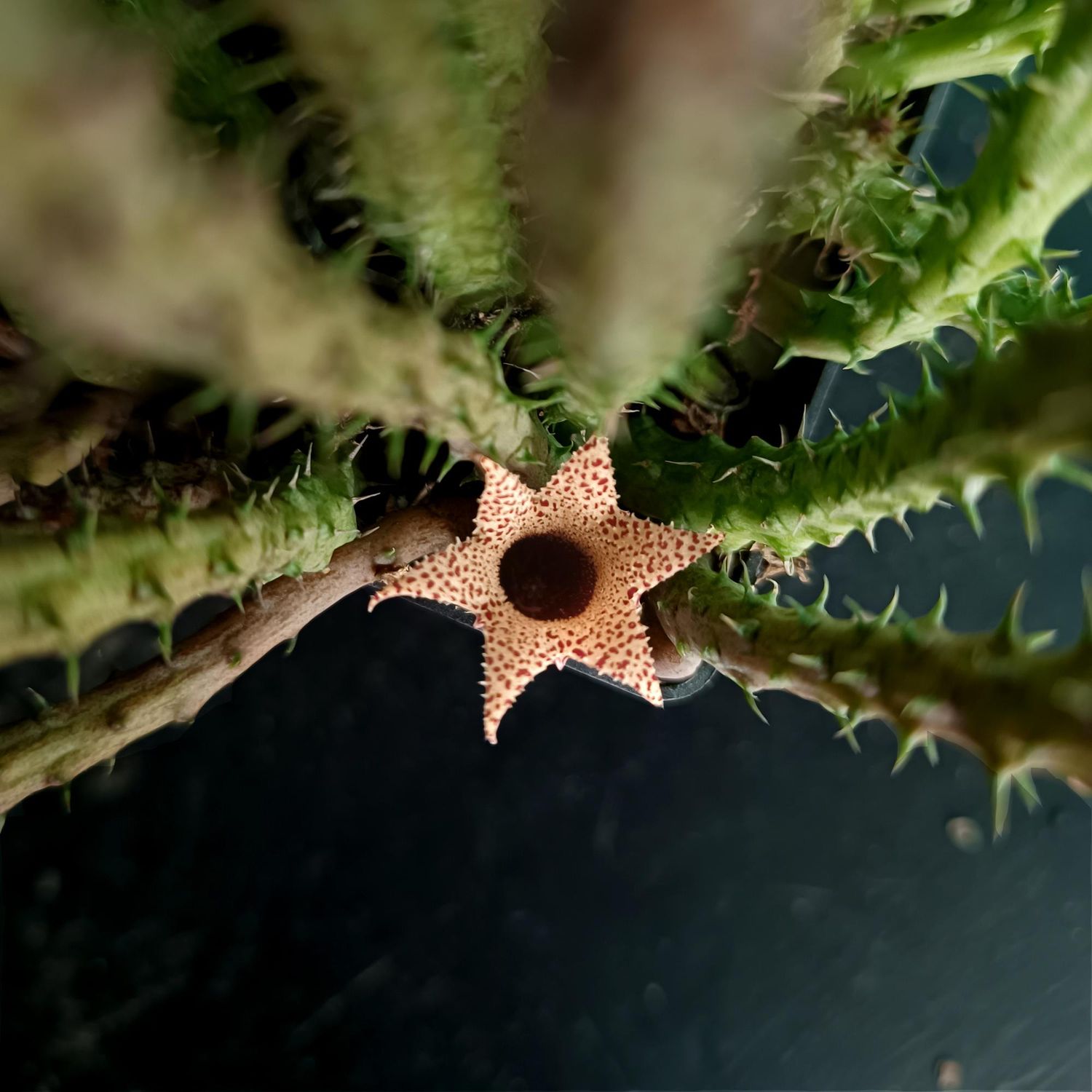 Stapilanthus decaryi close-up of star-shaped flower
