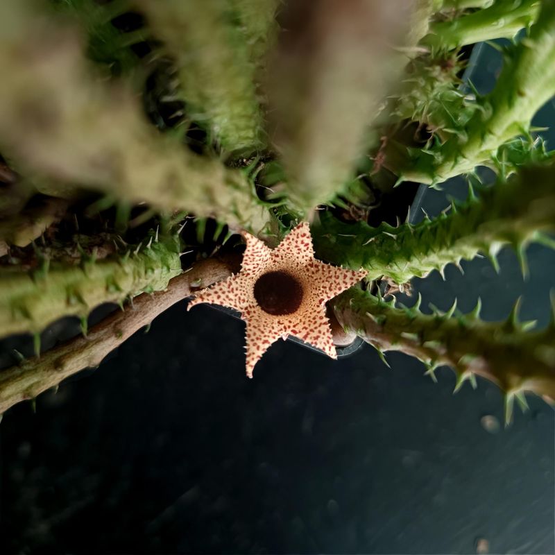 Stapilanthus decaryi Stapilanthus decaryi close-up of star-shaped flower