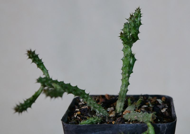 Stapilanthus decaryi young plant with upright stem