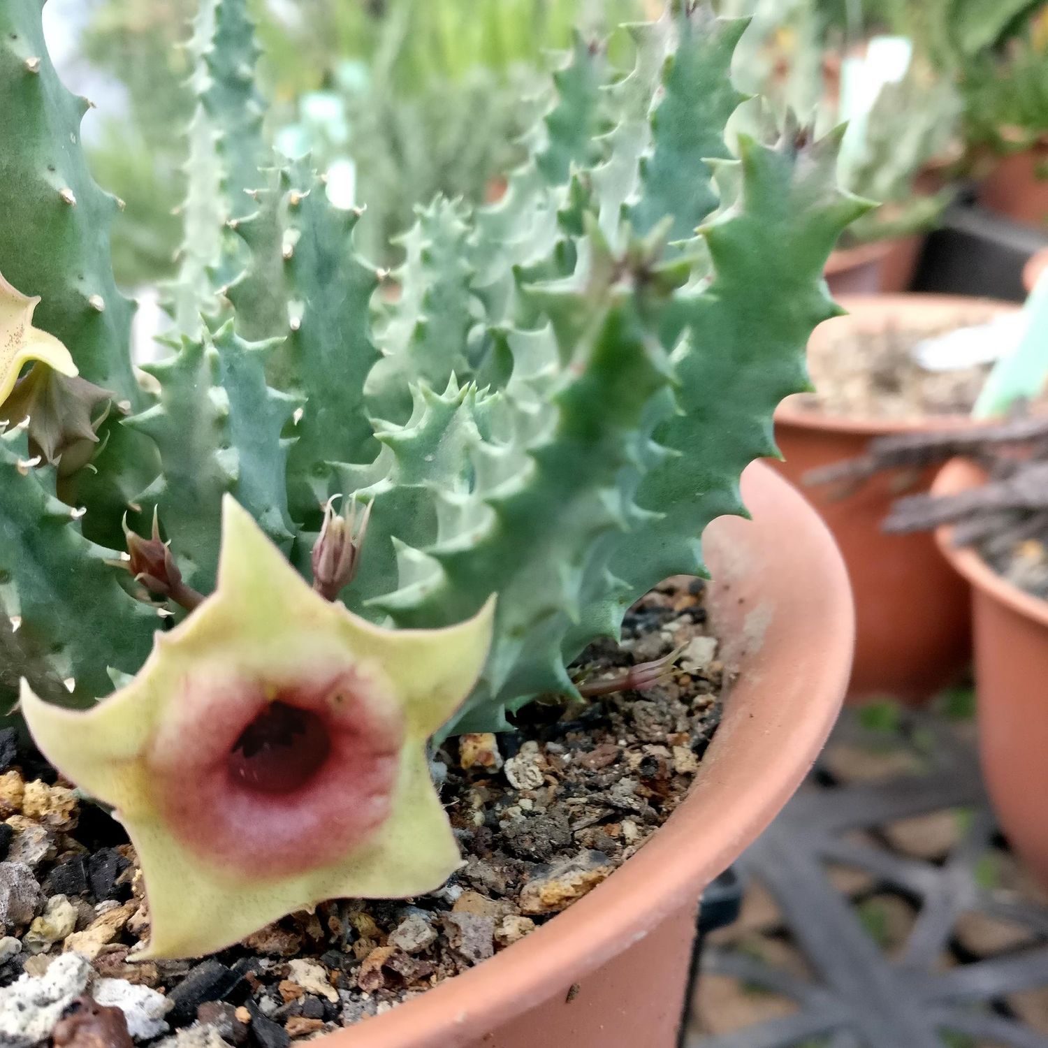 Huernia Hybrid 'Claret Star' in bloom with claret star flower