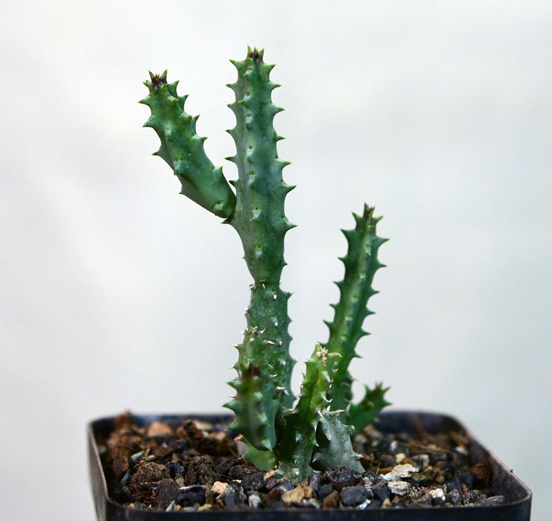 Huernia Hybrid 'Claret Star' young plant upright growth