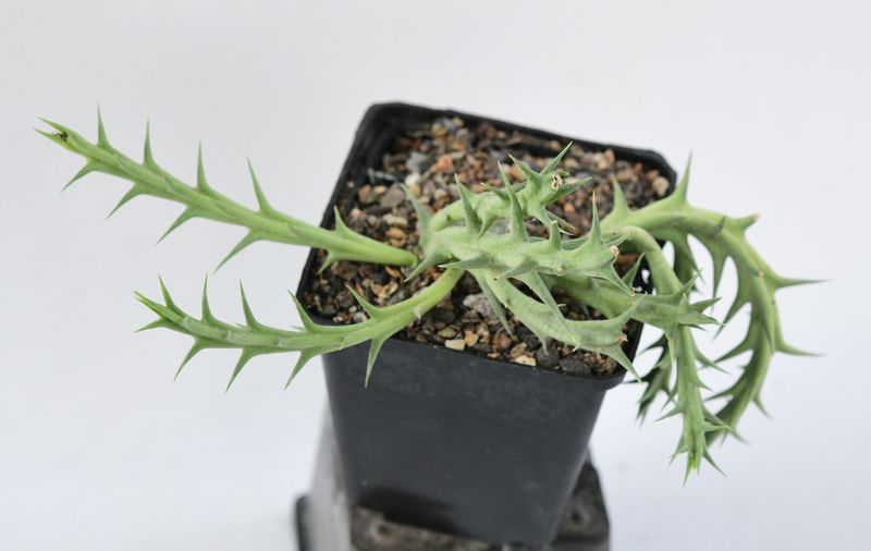 Orbea caudata