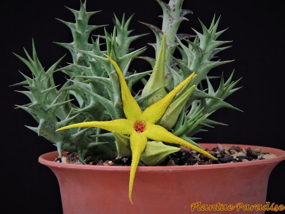 Orbea caudata Orbea caudata