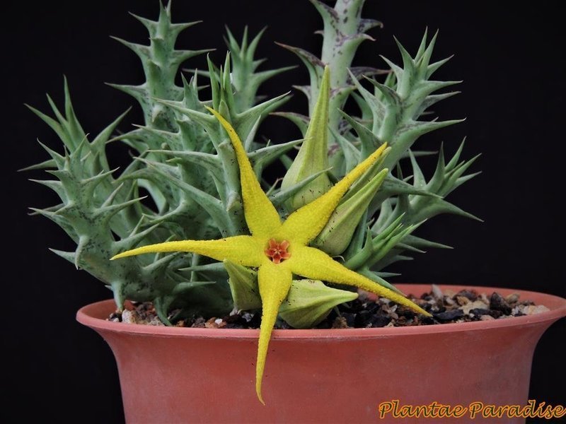 Orbea caudata