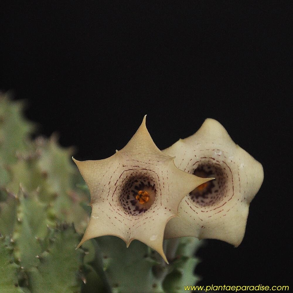 Huernia quinta var blyderiverensa