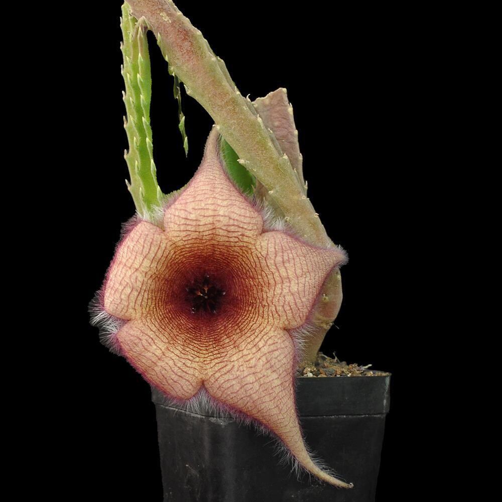 Stapelia hirsuta Yellow Clone Stapelia gigantea thin clone