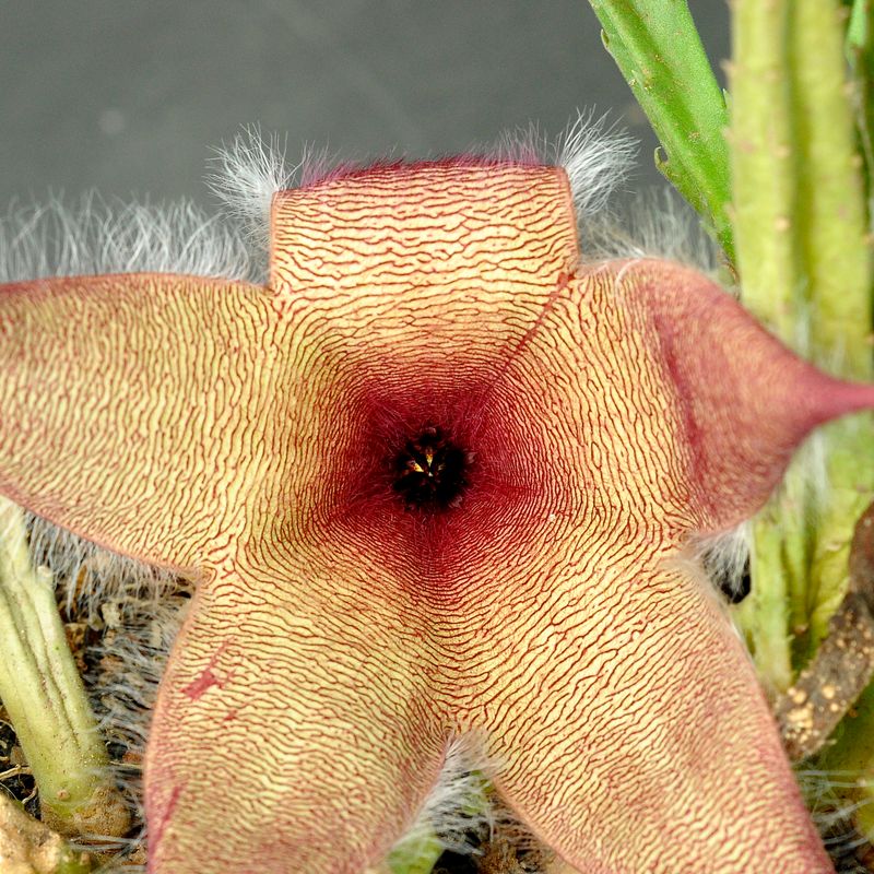 Stapelia hirsuta Yellow Clone
