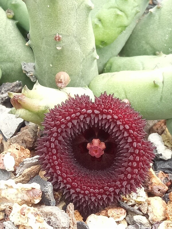 Heurnia kinensis