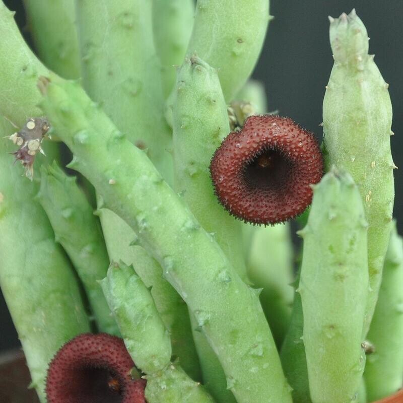 Heurnia kinensis close-up of maroon flower on stems