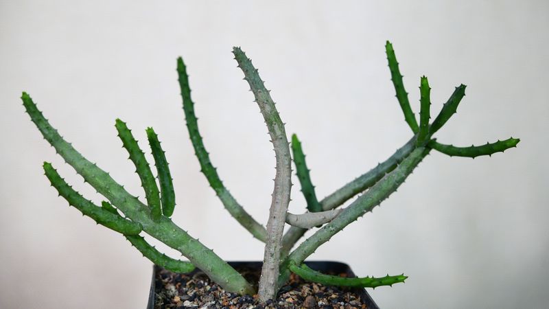 Heurnia kinensis