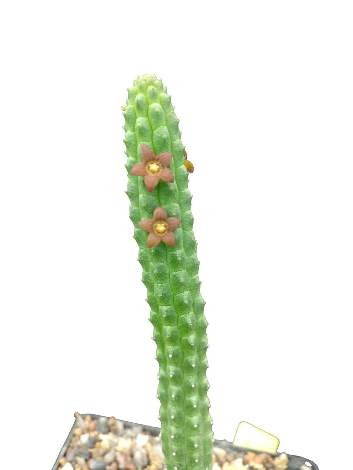 Echidnopsis cereiformis