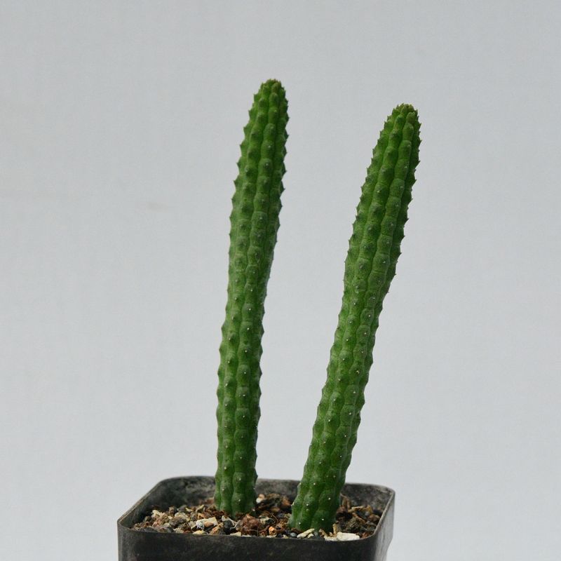 Echidnopsis cereiformis