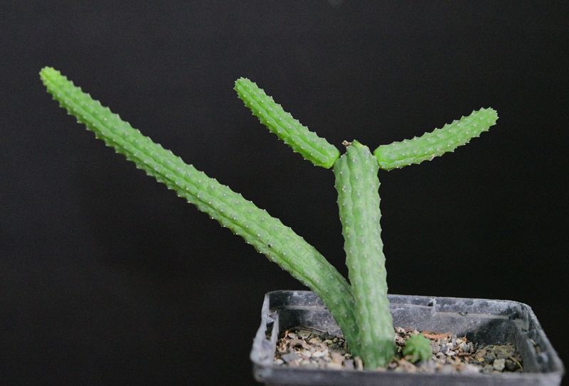 Echidnopsis cereiformis young specimen with branching growth