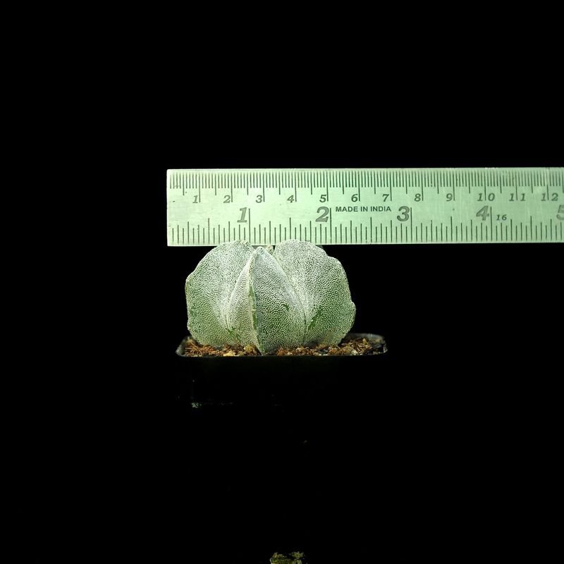 Astrophytum myriostigma