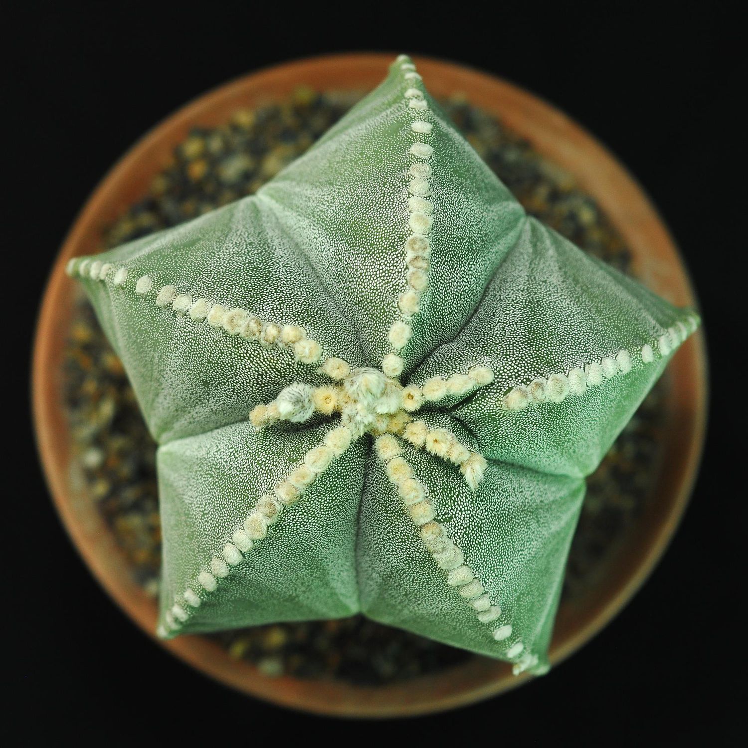 Astrophytum myriostigma Astrophytum myriostigma in terracotta pot