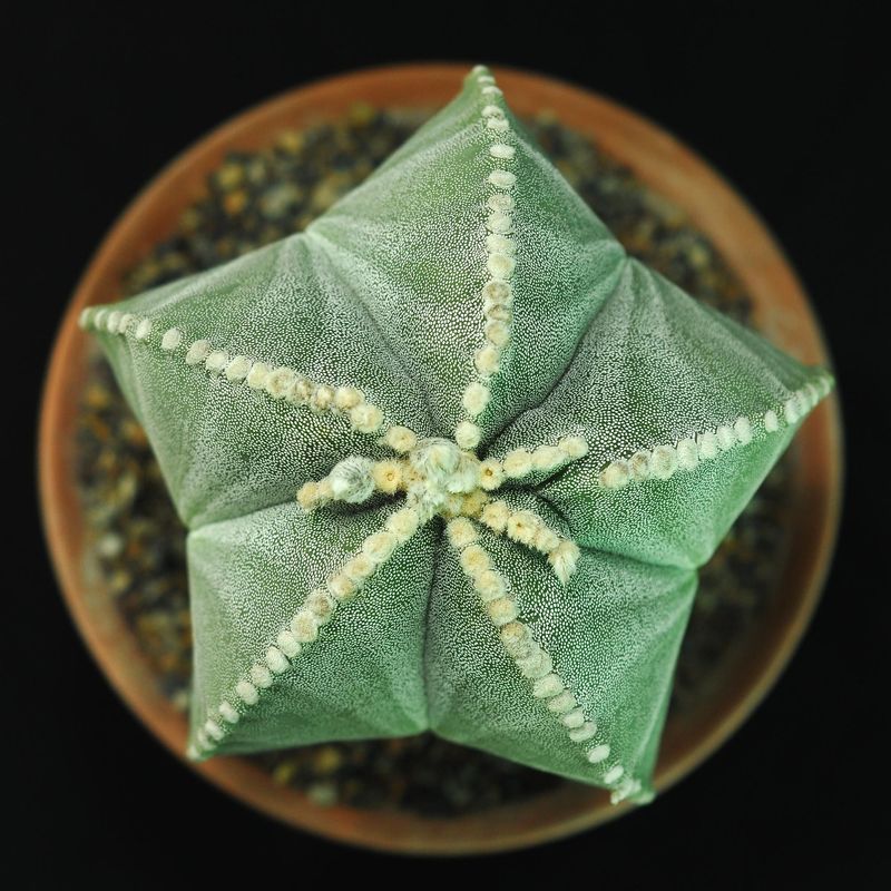 Astrophytum myriostigma Astrophytum myriostigma in terracotta pot