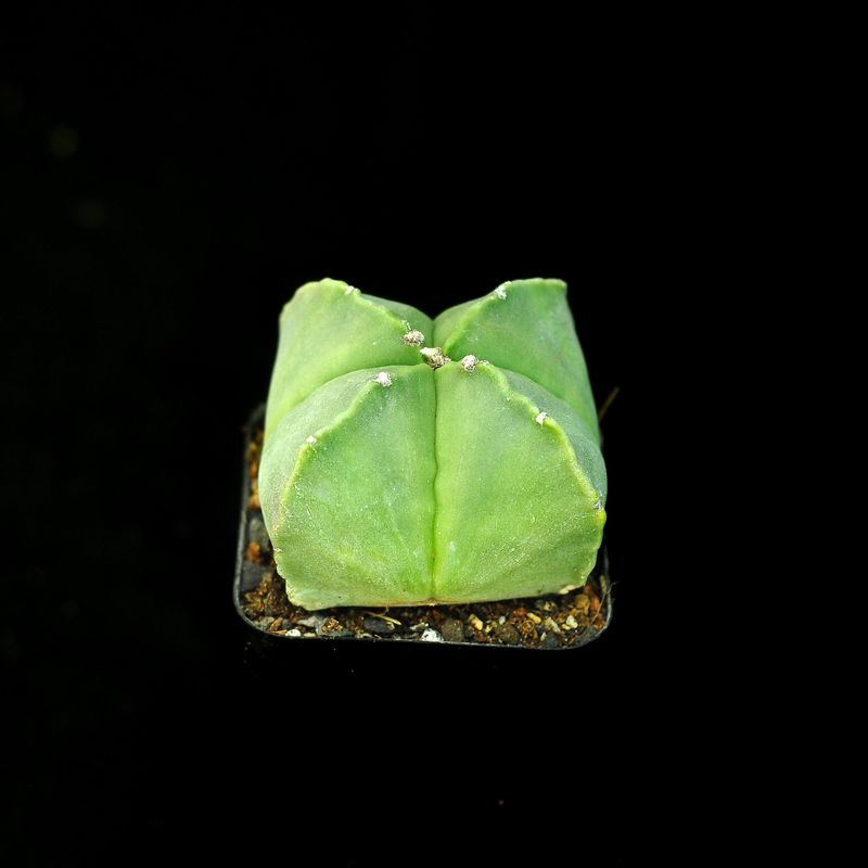 Astrophytum Myriostigma Quadricostatum Nudum