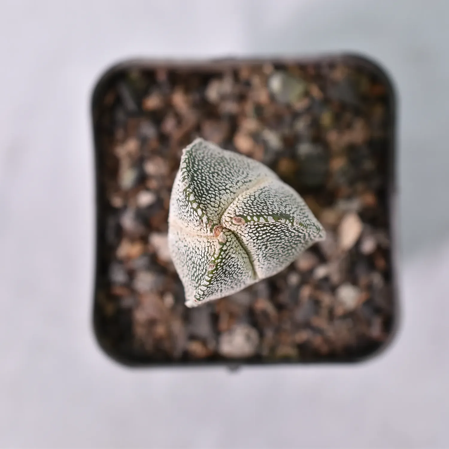Astrophytum myriostigma cv ONZUKA TRICOSTATUM