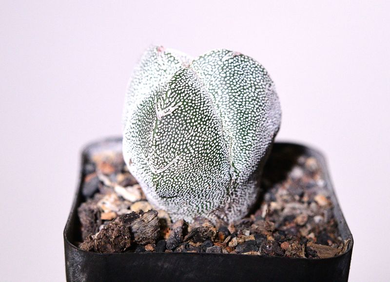 Astrophytum myriostigma cv ONZUKA TRICOSTATUM Astrophytum myriostigma cv ONZUKA TRICOSTATUM