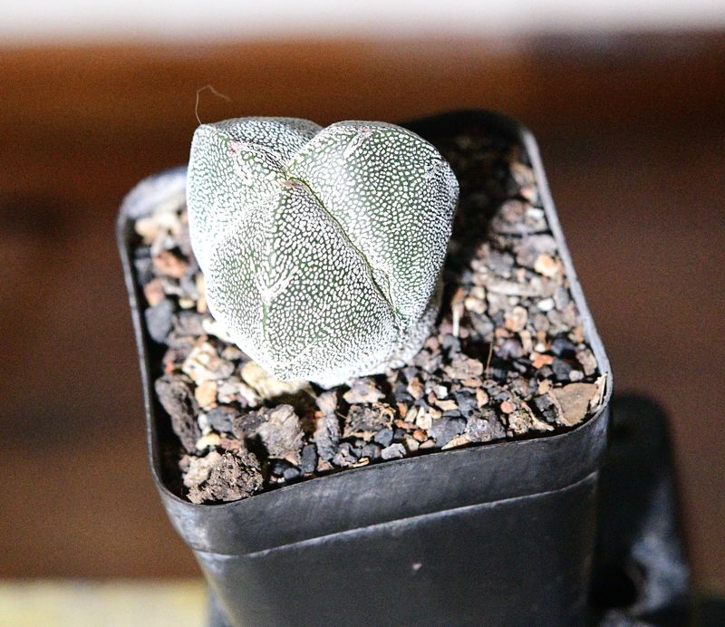 Astrophytum myriostigma cv ONZUKA TRICOSTATUM