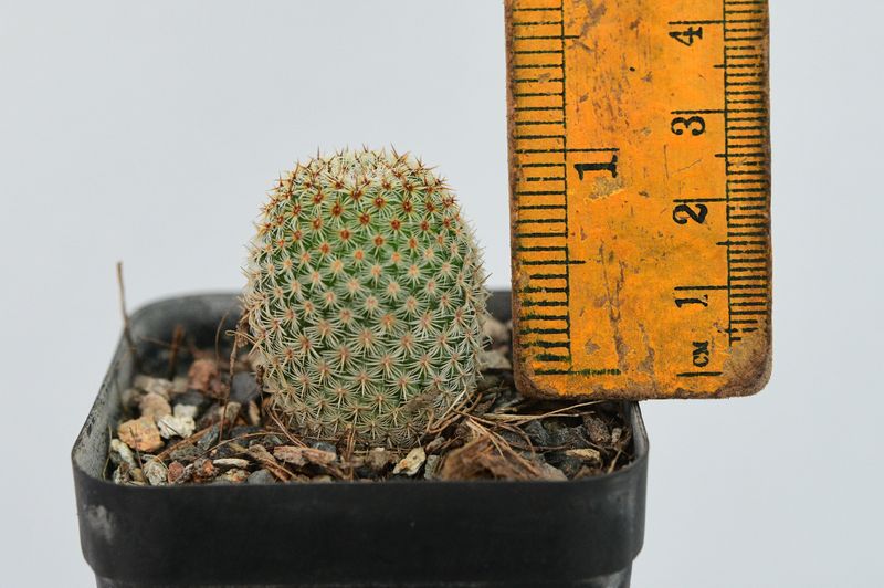 Mammillaria crucigera subs. tlalocii with ruler for size reference