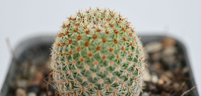 Mammillaria crucigera subs. tlalocii Mammillaria crucigera subs. tlalocii close-up of dense spine pattern