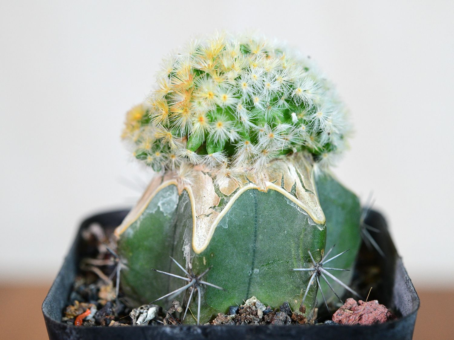 Mammillaria schiedeana crest full plant view