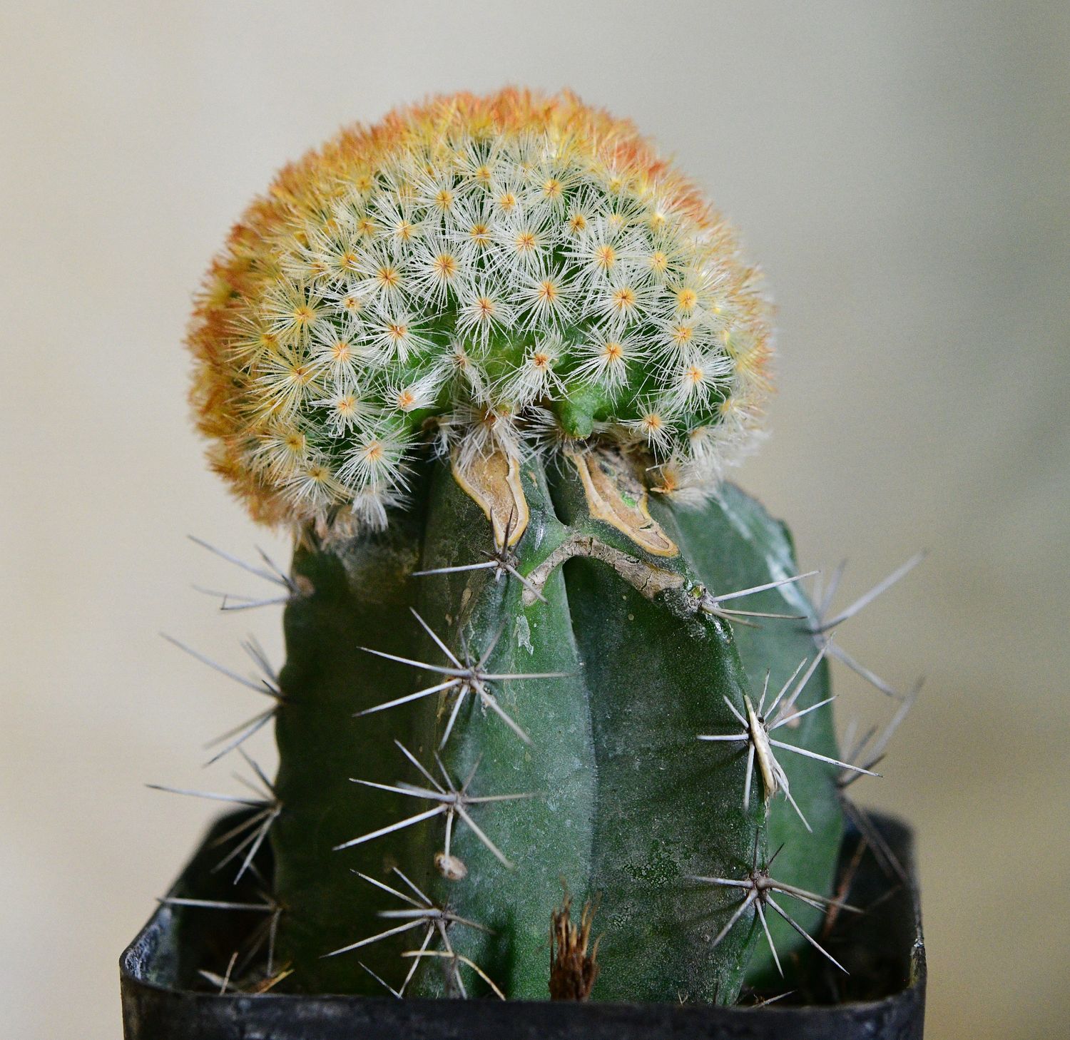 Mammillaria schiedeana crest Mammillaria schiedeana crest with full plant body visible