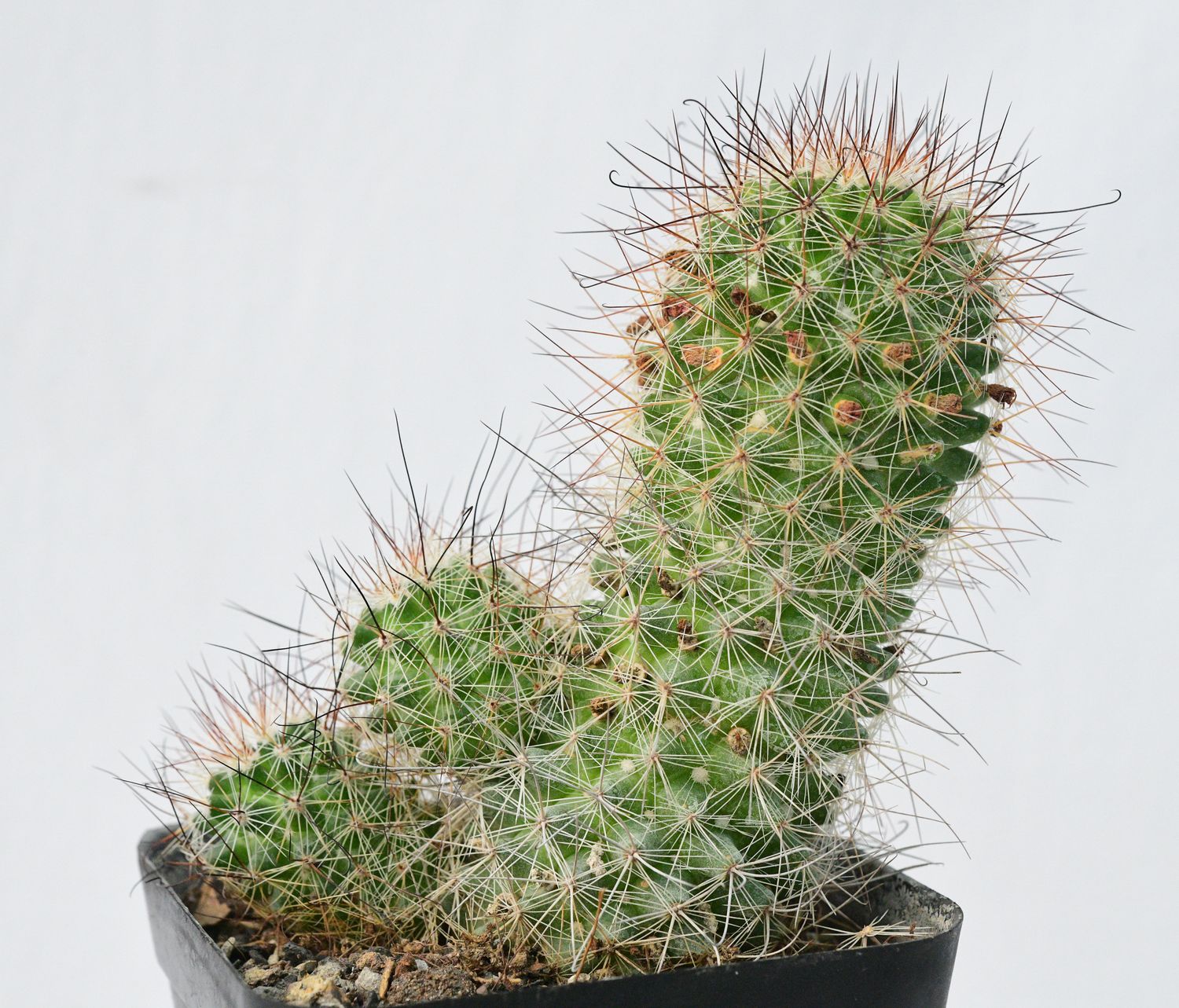 Mammillaria sp