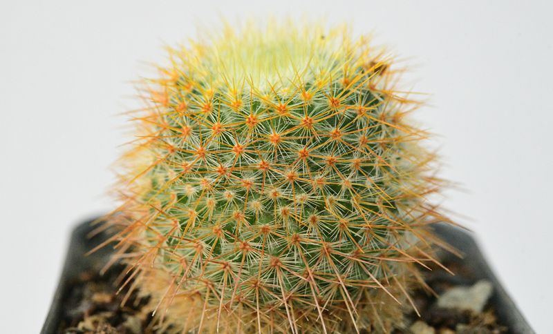 Mammillaria flavicentra ML 149 Mammillaria flavicentra ML 149