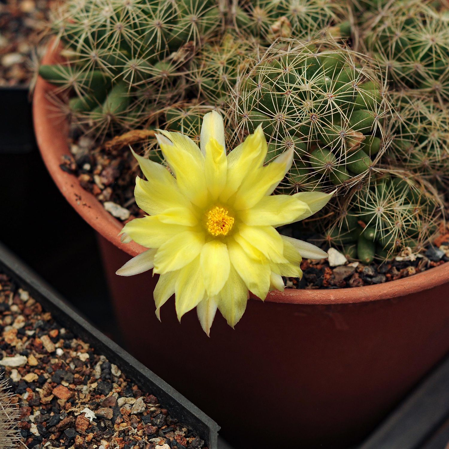 Mammillaria sphaerica-with flower