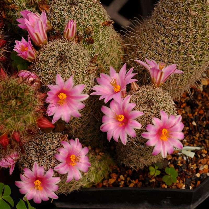 Mammillaria grahamii v. oliviae Mammillaria sp-With flower