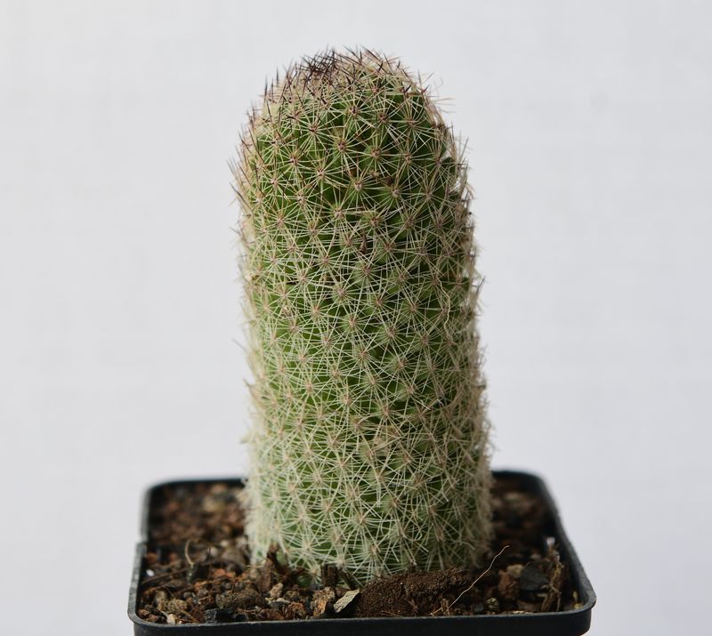 Mammillaria grahamii v. oliviae front view