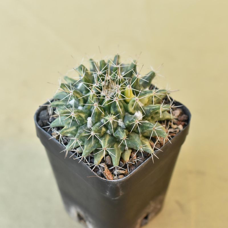 Mammillaria marksiana f. variegated front view