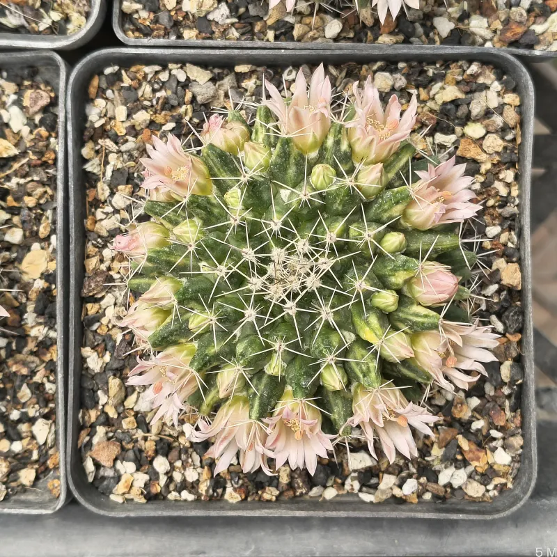 Mammillaria marksiana f. variegated