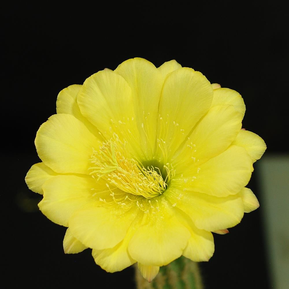 Trichocereus X Echinopsis hybrid 'YELLOW DISC' in full bloom
